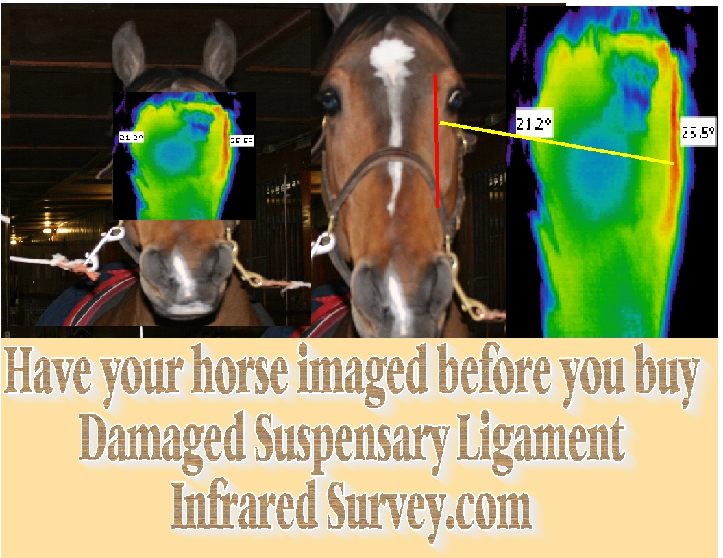 Infrared scan of horse ligament
